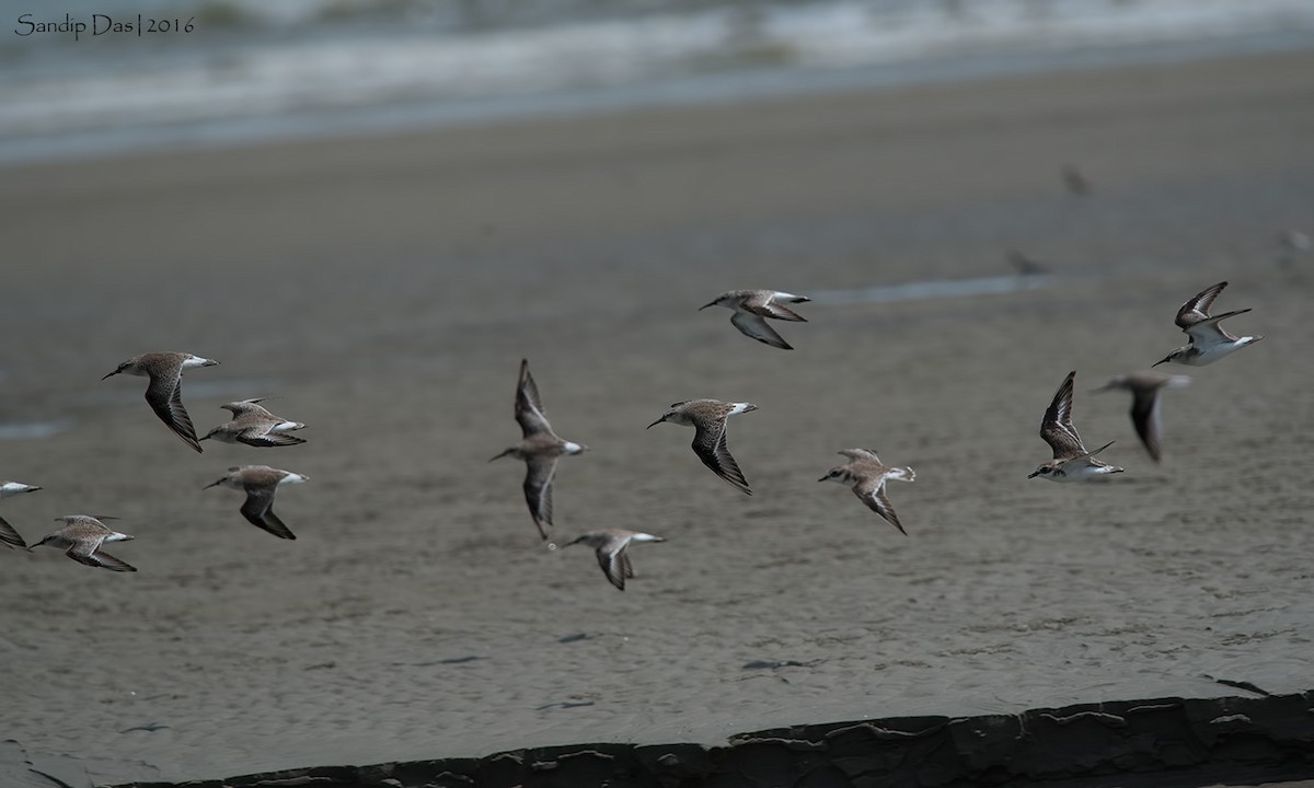 Curlew Sandpiper - Sandip Das