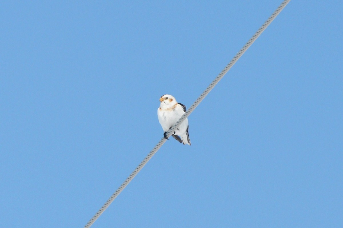 Snow Bunting - irina shulgina