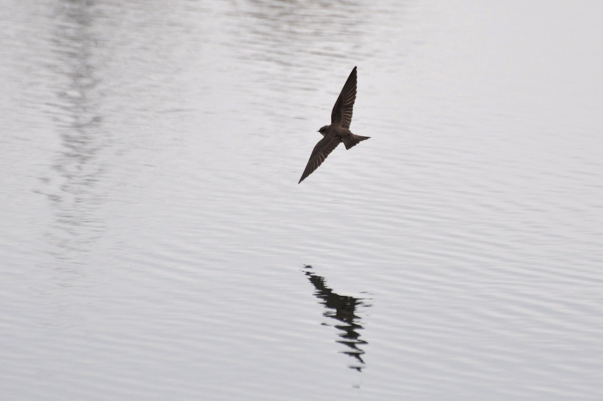 Northern Rough-winged Swallow - ML127997911