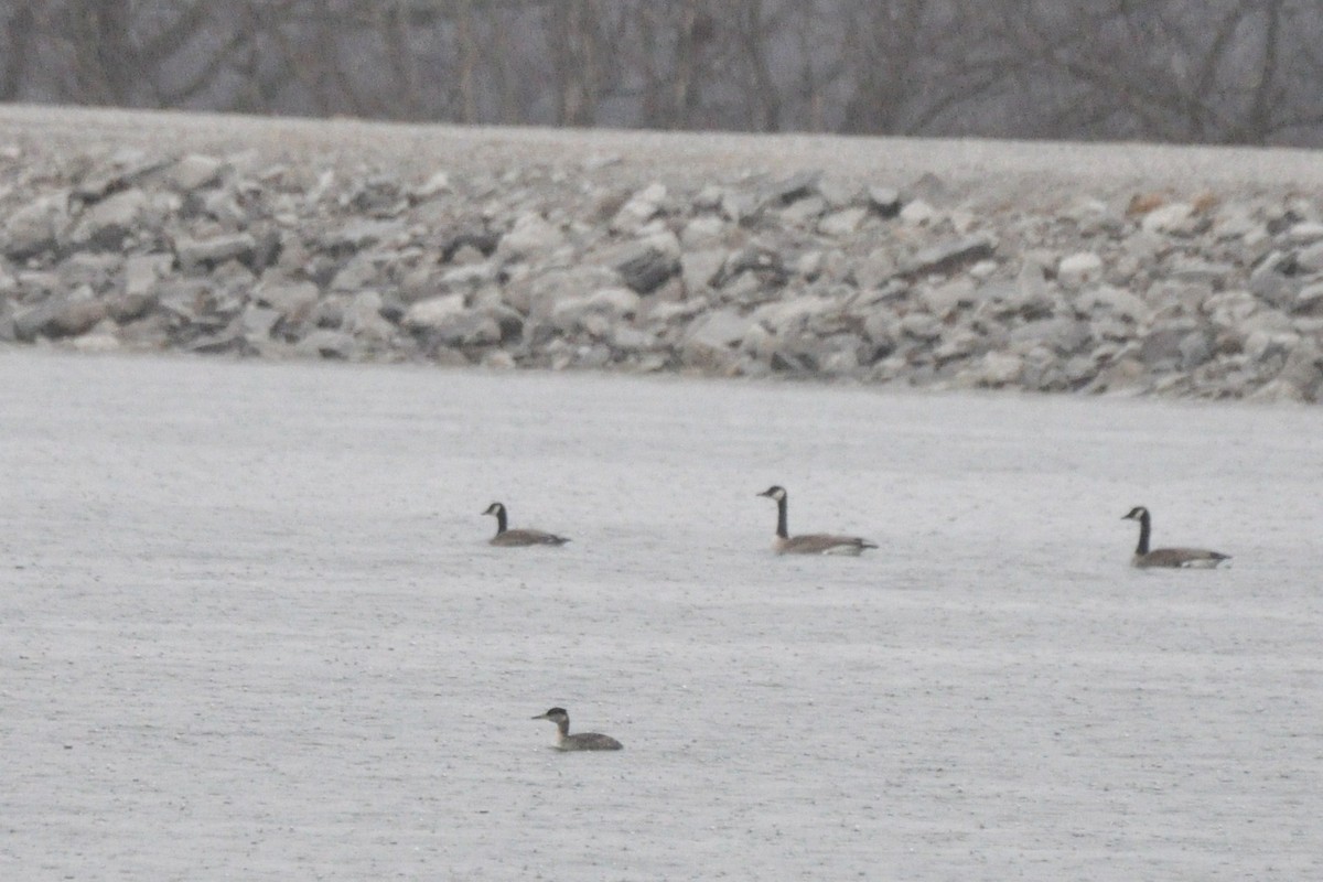 Red-necked Grebe - ML127997991