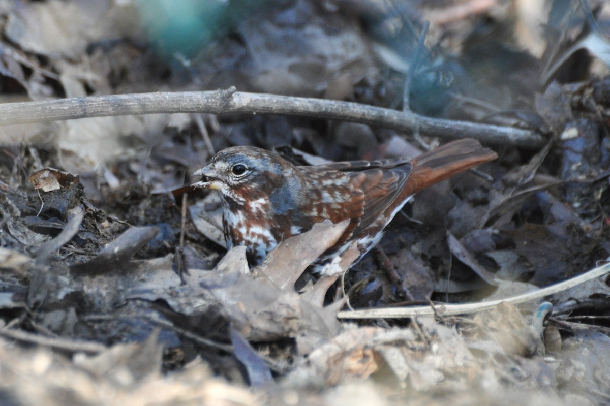 Fox Sparrow - ML127998251