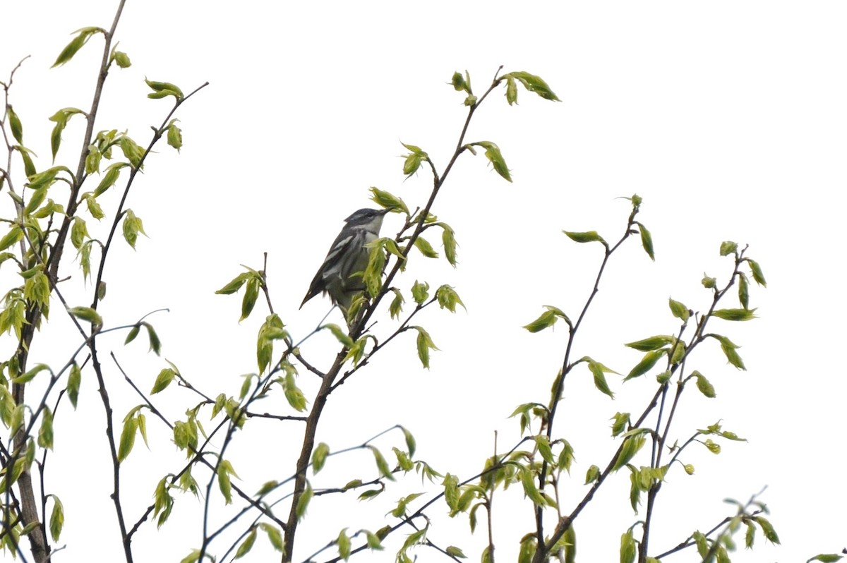 Paruline azurée - ML127999391