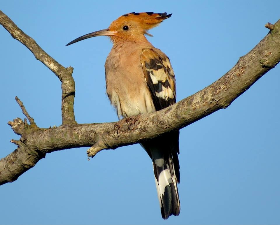 Eurasian Hoopoe - ML128000131