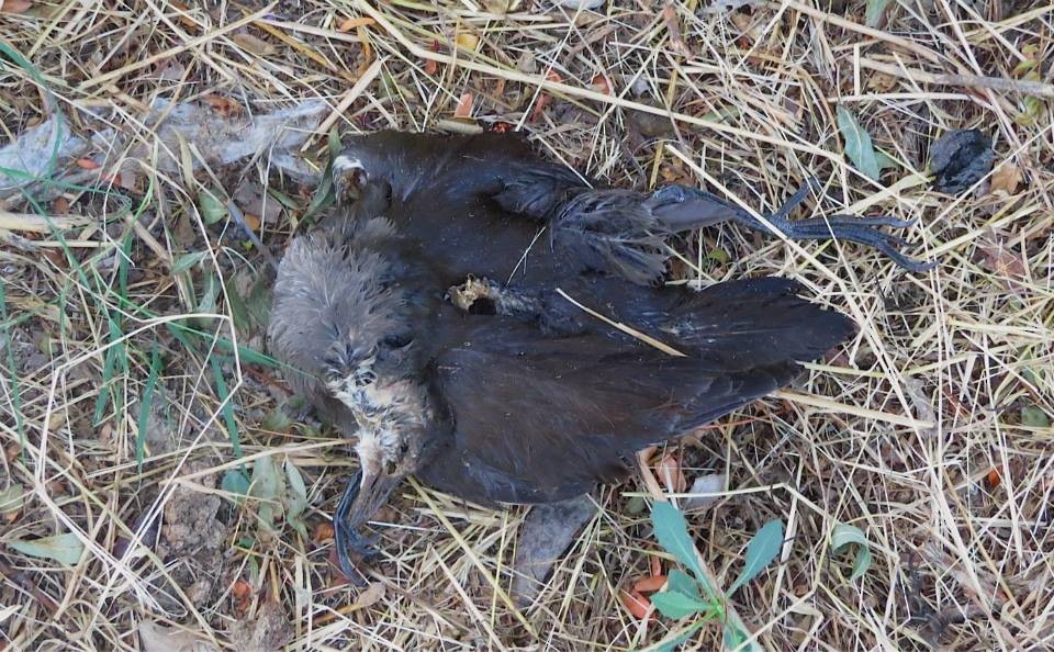 Gallinule poule-d'eau - ML128000841