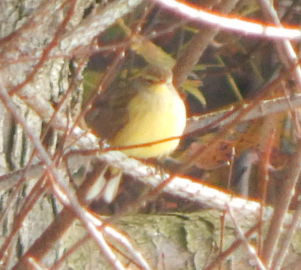 Palm Warbler - ML128001191