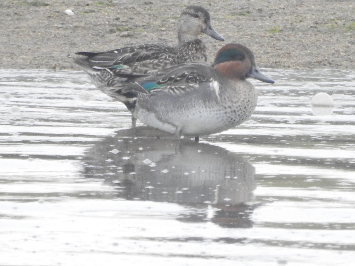 Green-winged Teal (American) - Alexandre Rica Cardoso