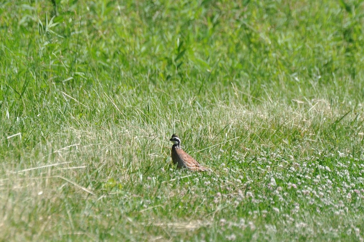 Northern Bobwhite - irina shulgina