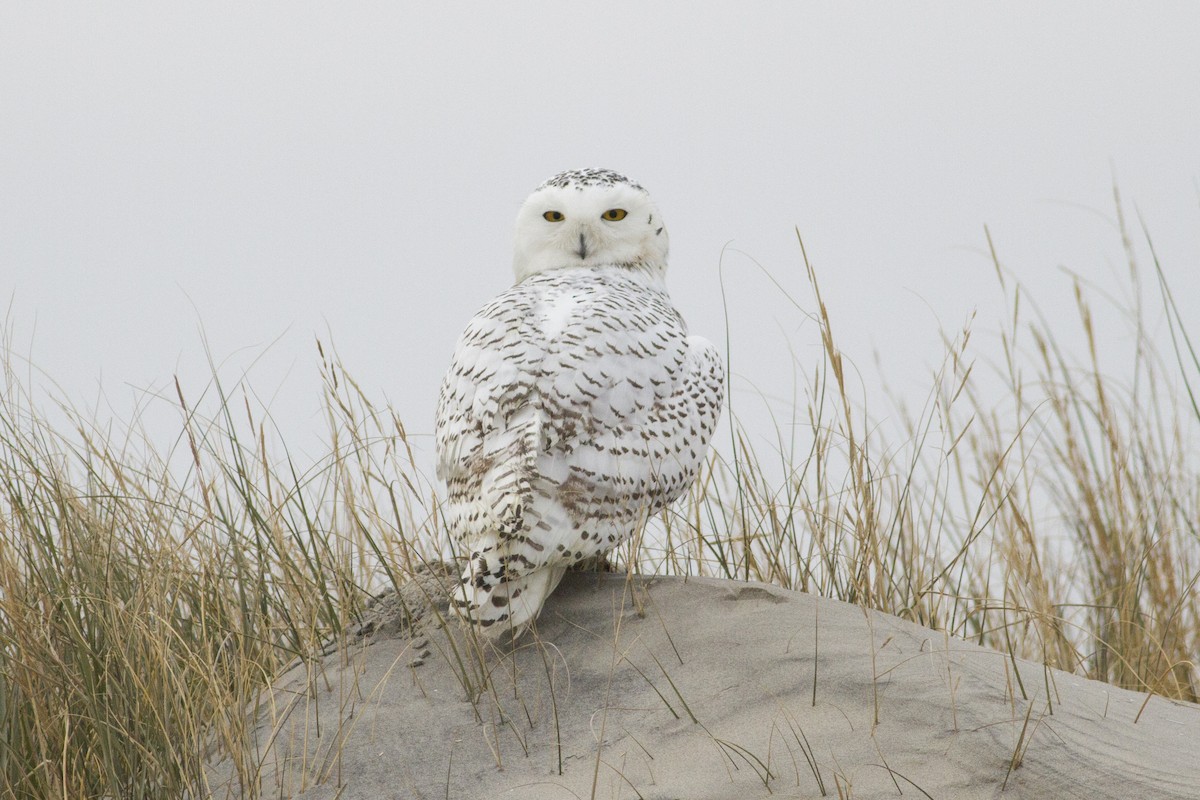 Snowy Owl - ML128001671