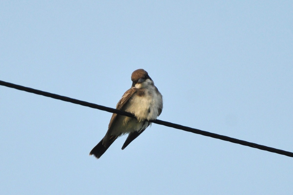 Eastern Kingbird - ML128003791