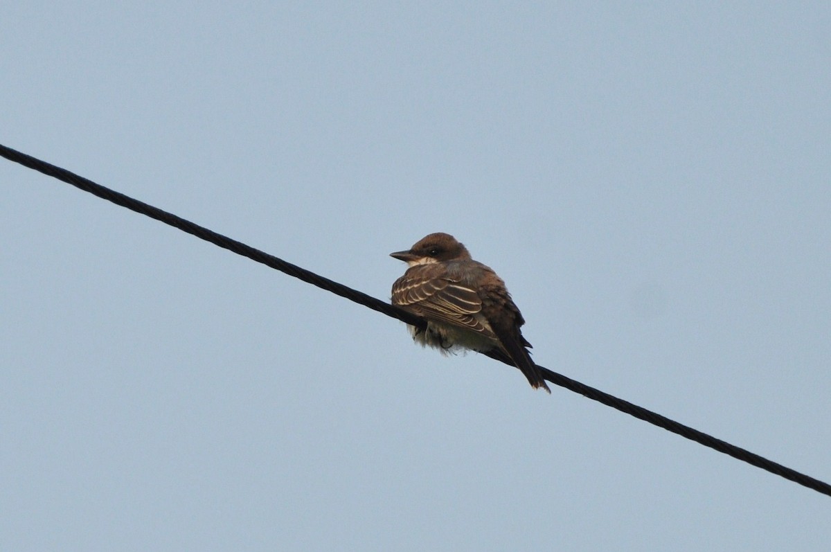 Eastern Kingbird - irina shulgina