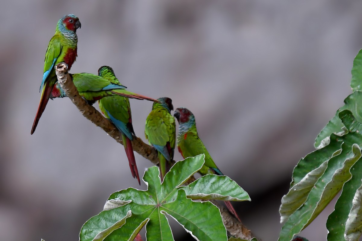 Pfrimer's Parakeet - ML128004121