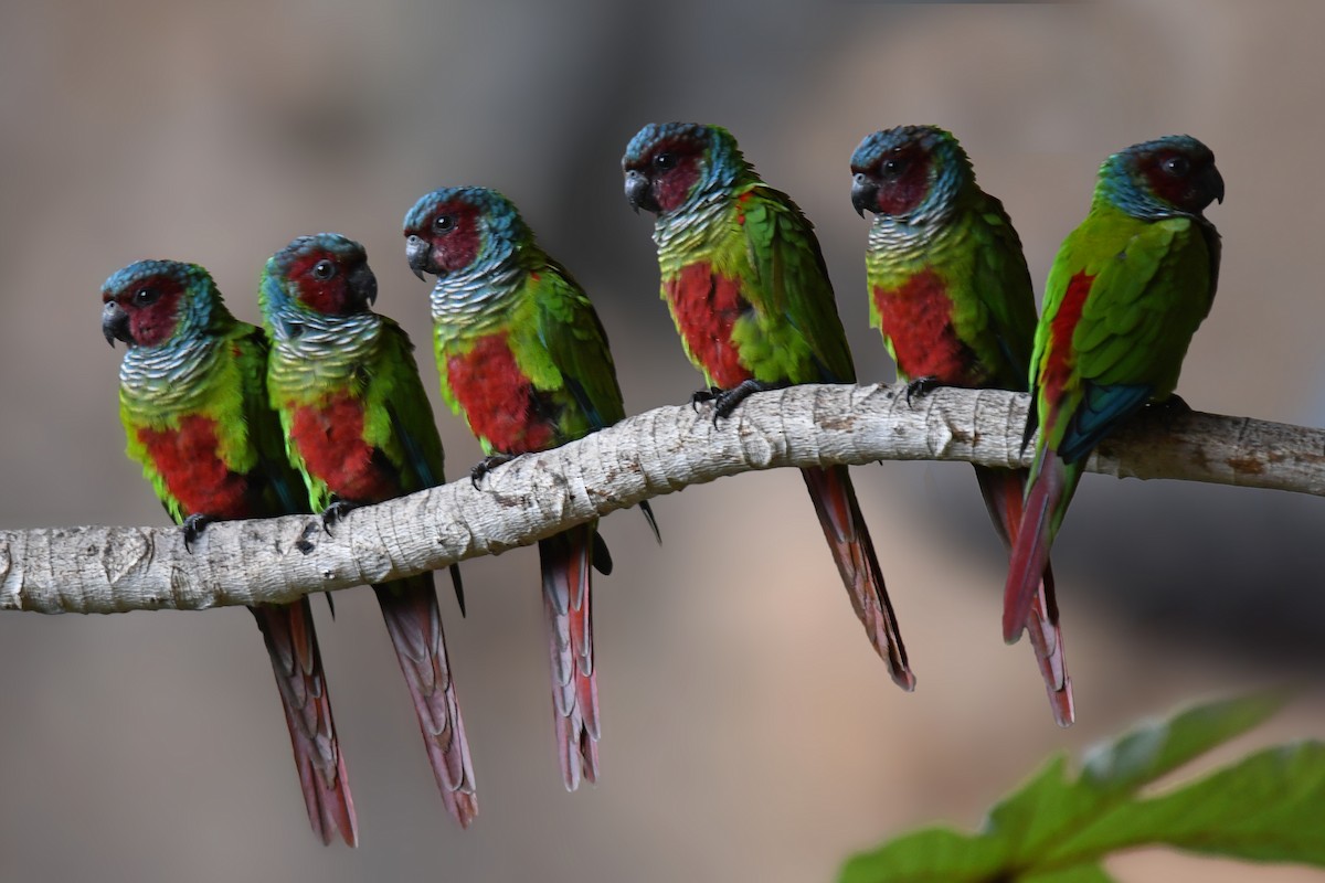Pfrimer's Parakeet - ML128004151