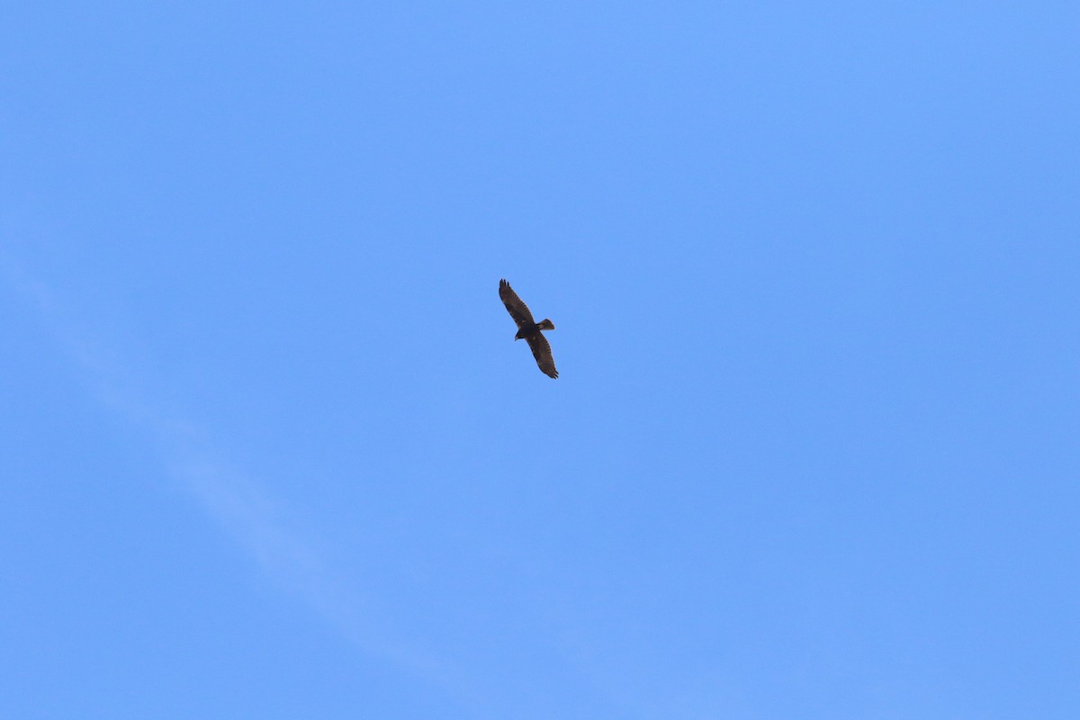 Western Marsh Harrier - ML128004561