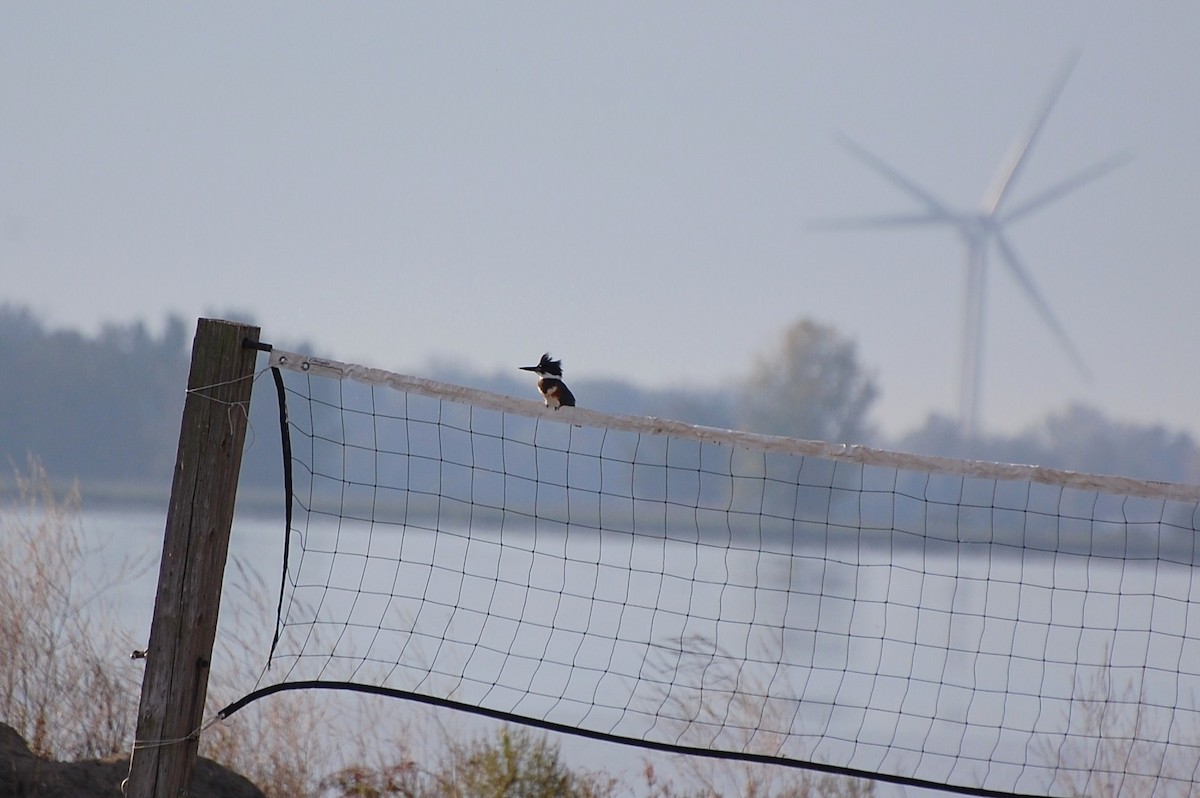 Belted Kingfisher - ML128006461