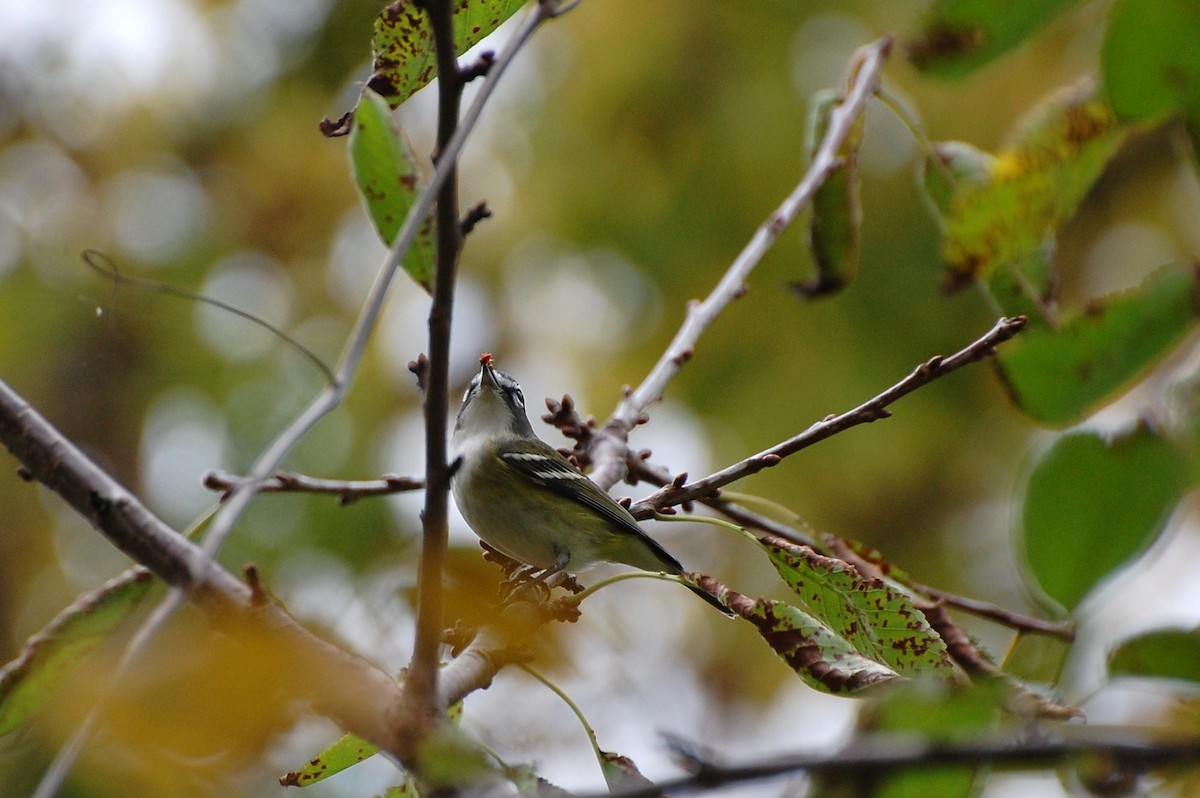 Blue-headed Vireo - irina shulgina