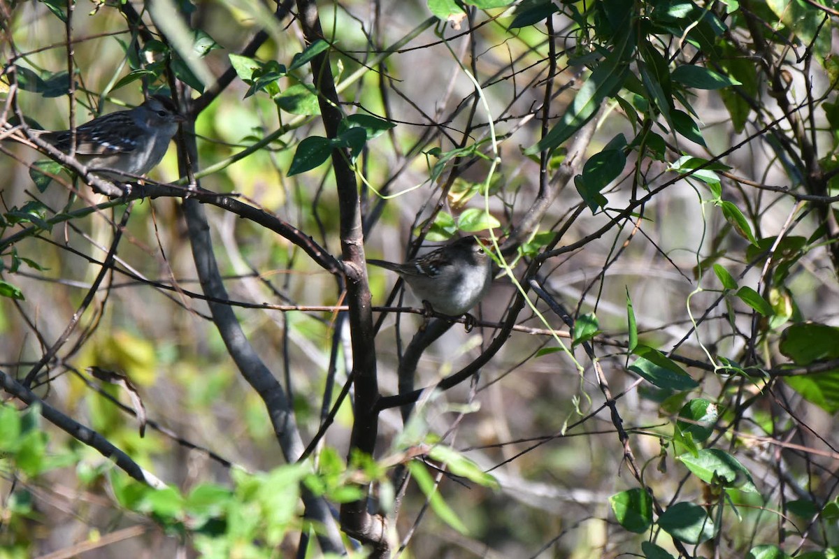 White-crowned Sparrow - ML128007571