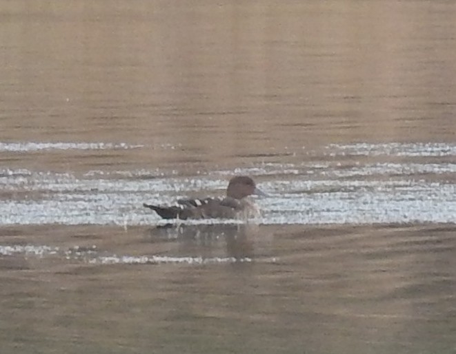 African Black Duck - ML128007951