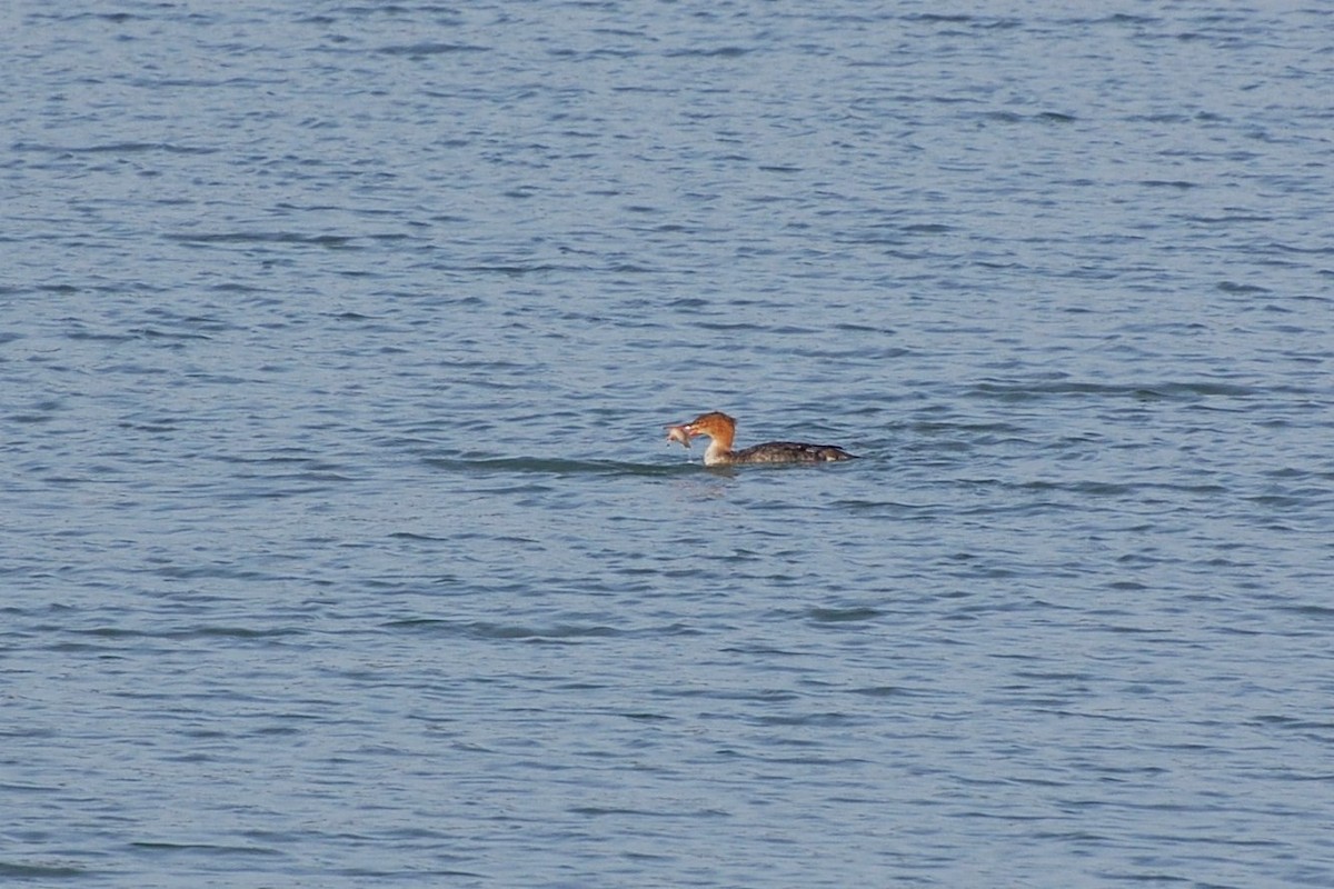 Red-breasted Merganser - ML128008961