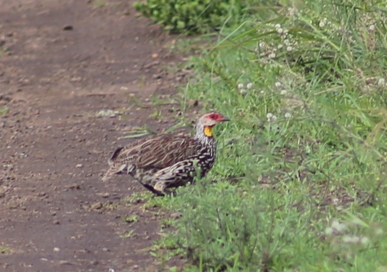 Yellow-necked Spurfowl - Morgan Van Peursem