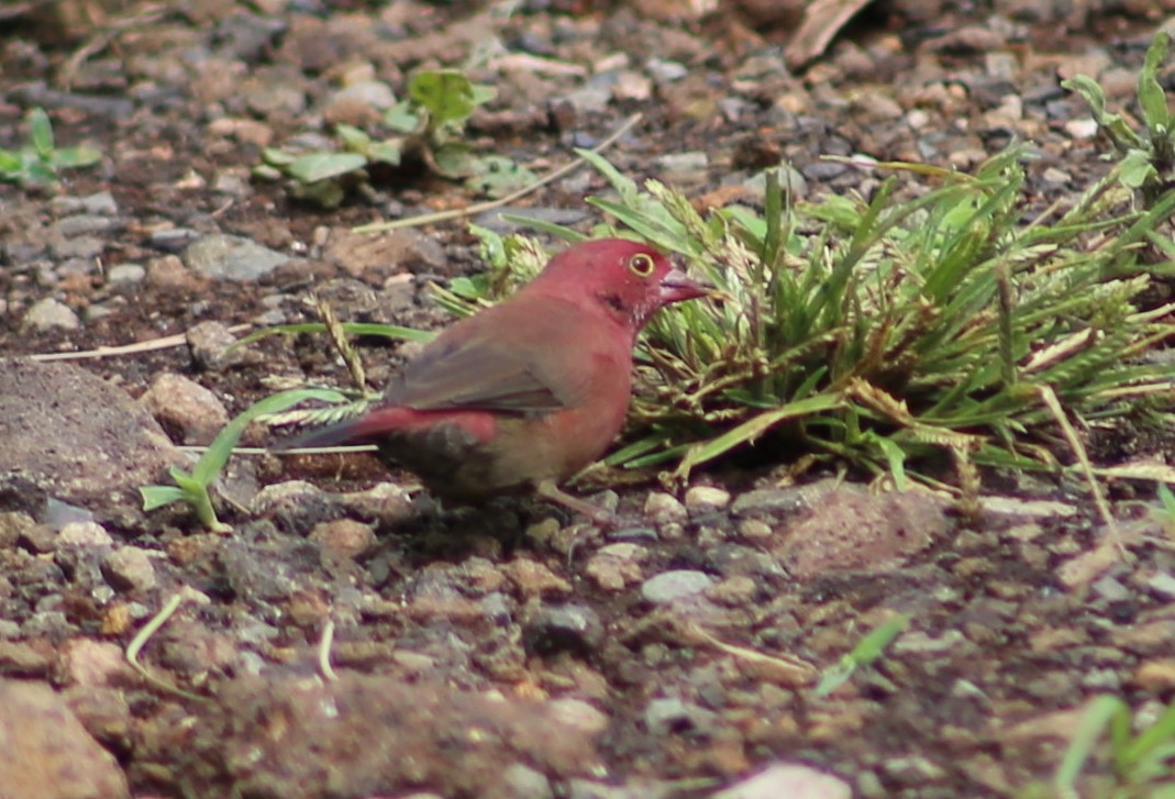 Red-billed Firefinch - Morgan Van Peursem