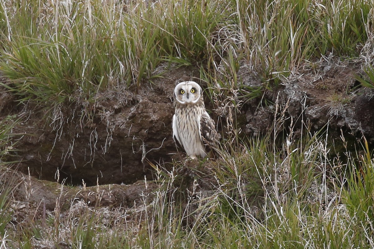 Short-eared Owl - Laura Keene