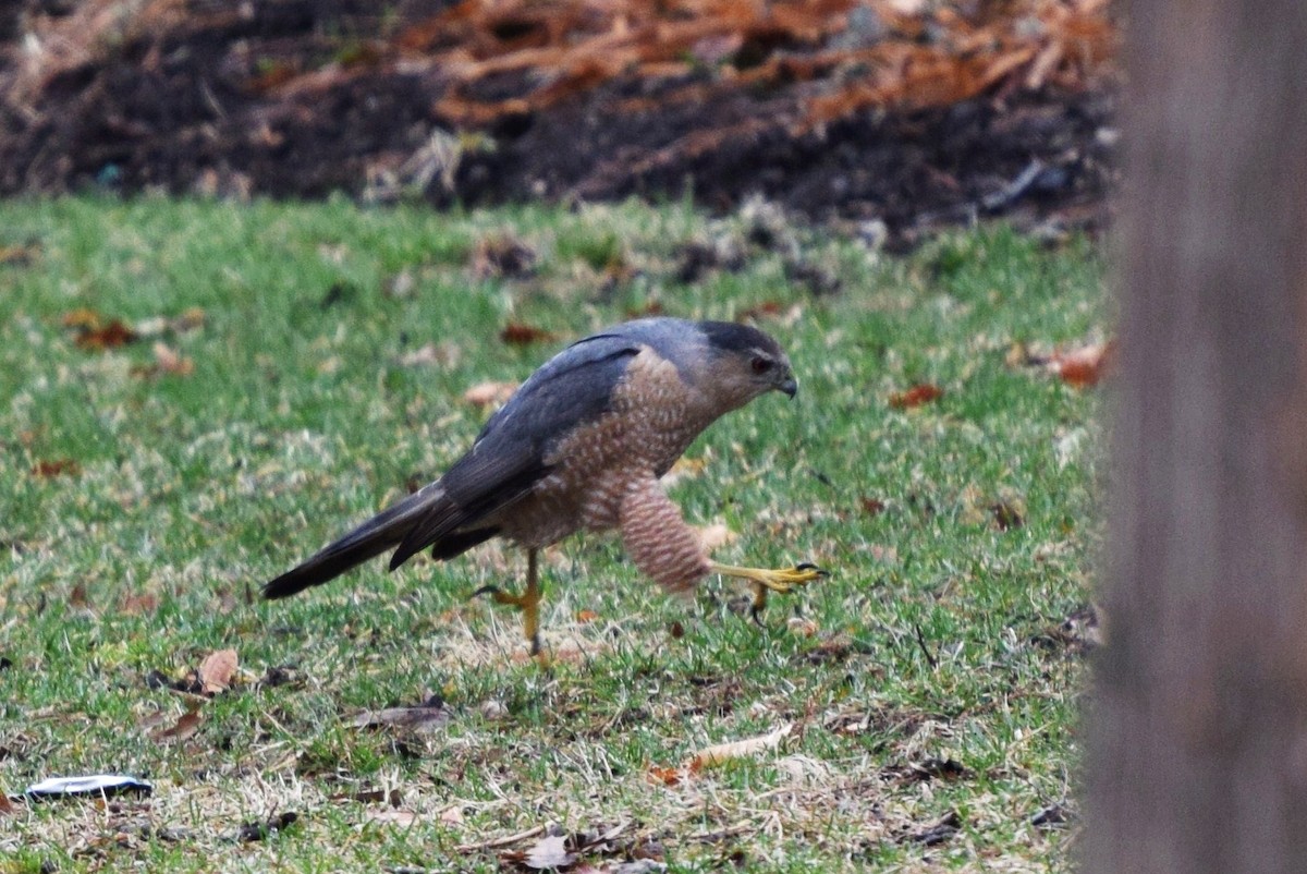 Cooper's Hawk - irina shulgina