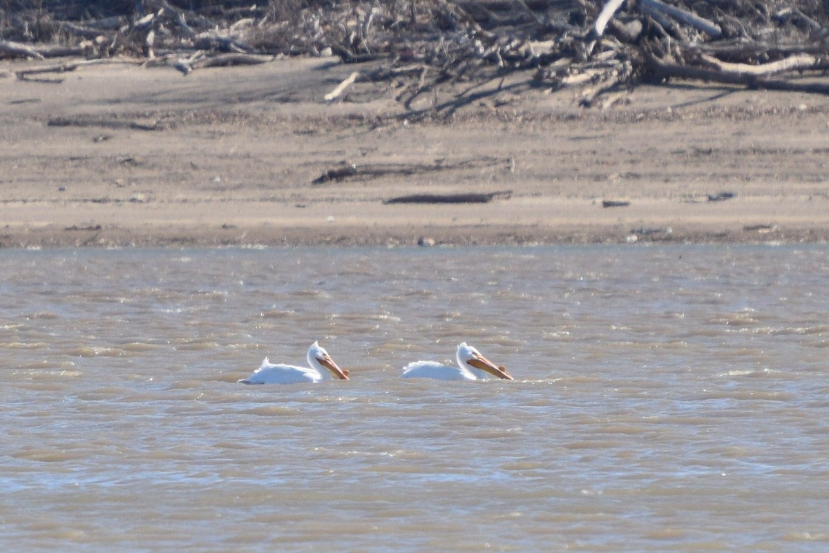 American White Pelican - ML128015841