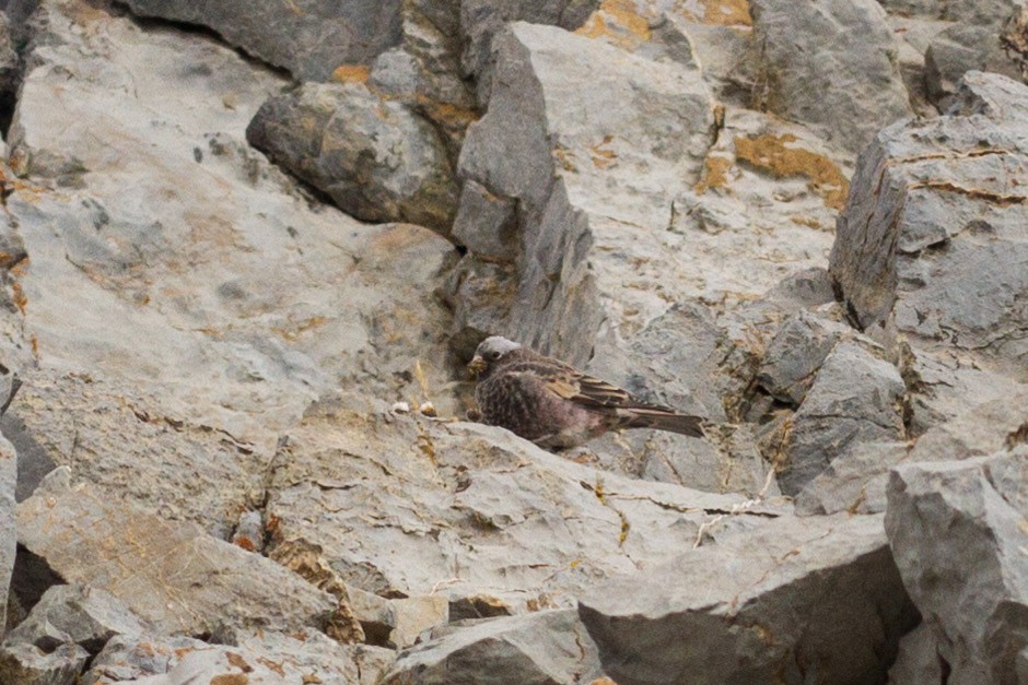 Black Rosy-Finch - ML128015991