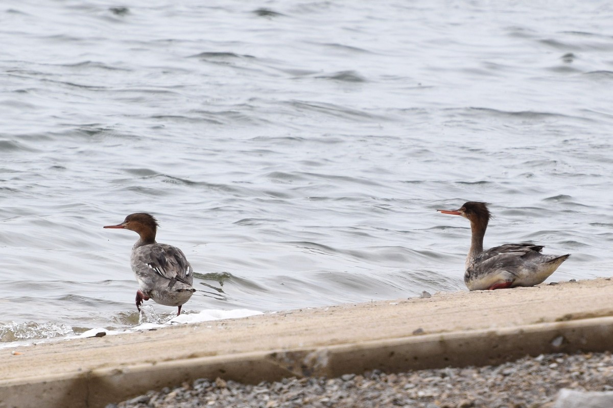 Red-breasted Merganser - ML128016391