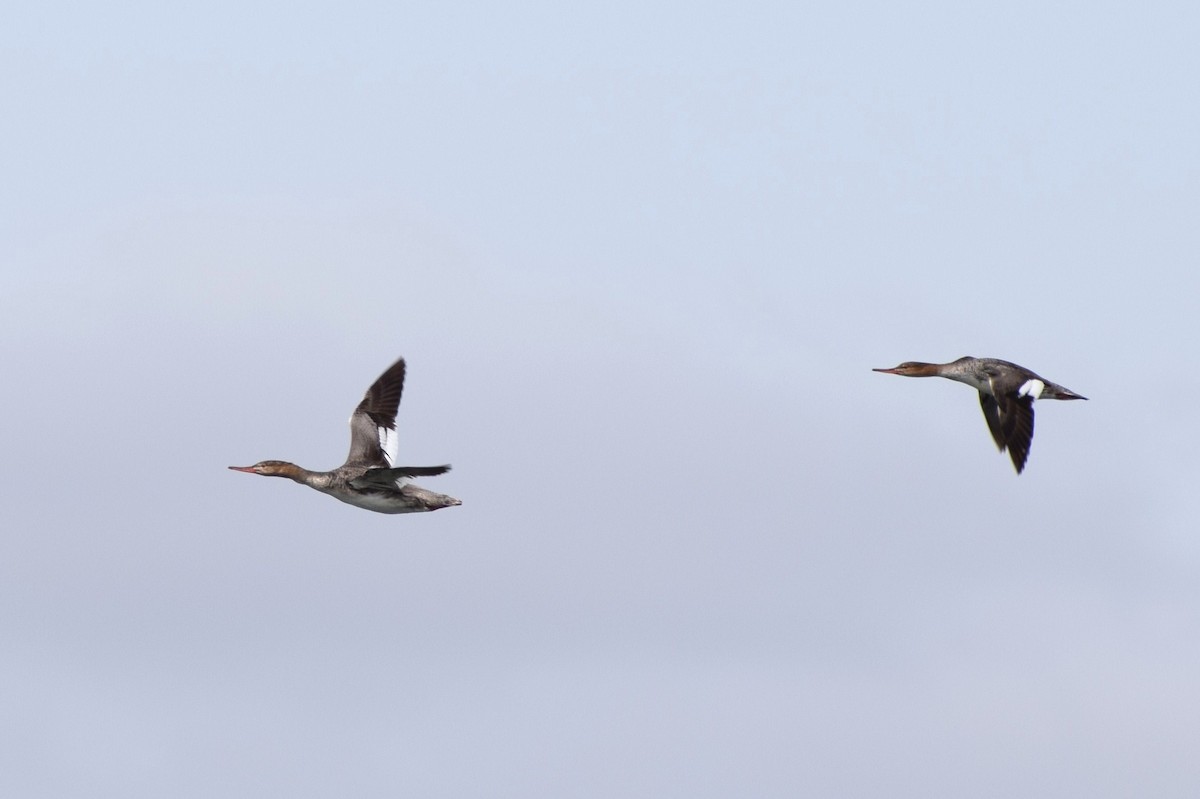 Red-breasted Merganser - ML128016401