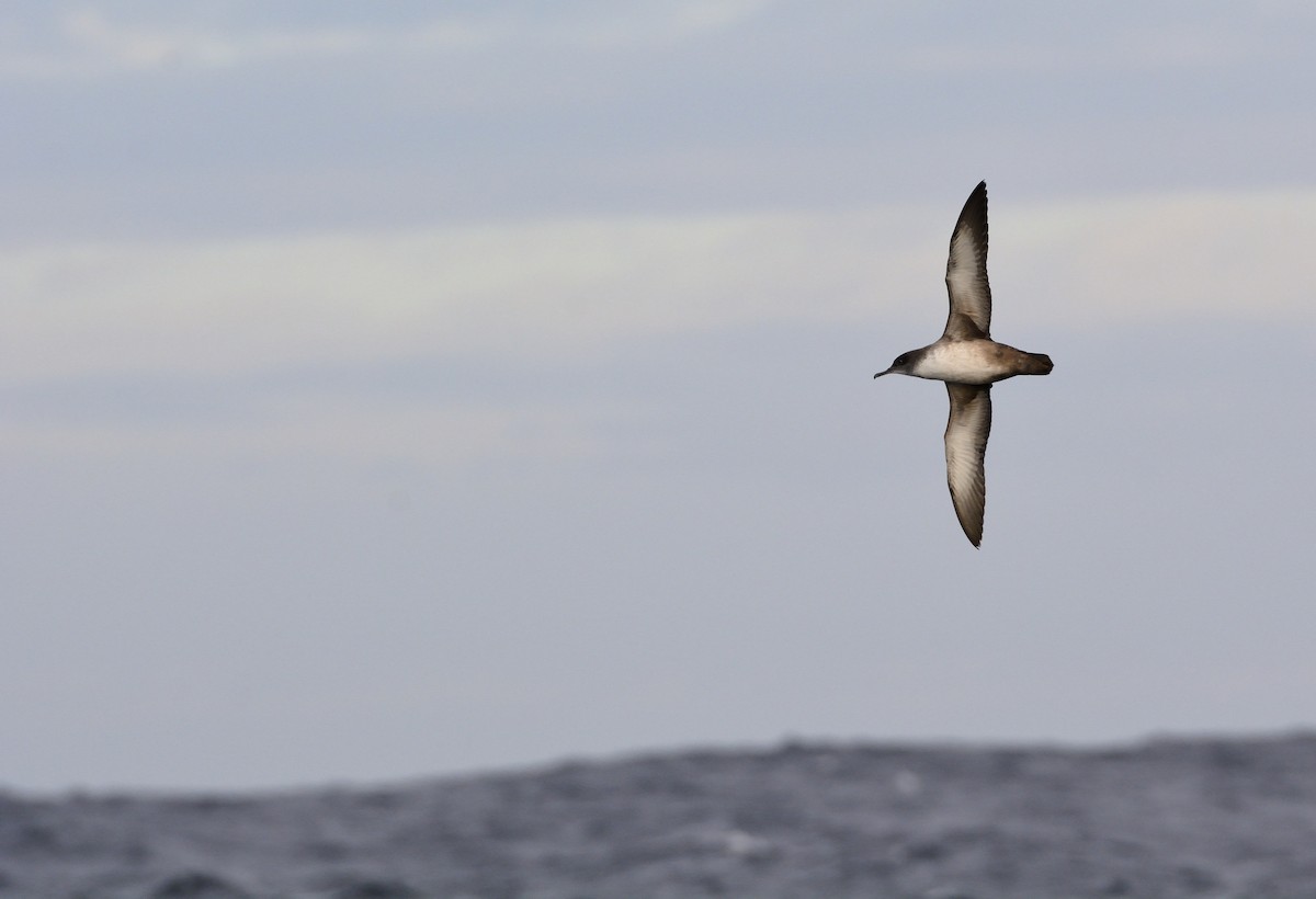 Balearic Shearwater - Carlos Alberto Ramírez