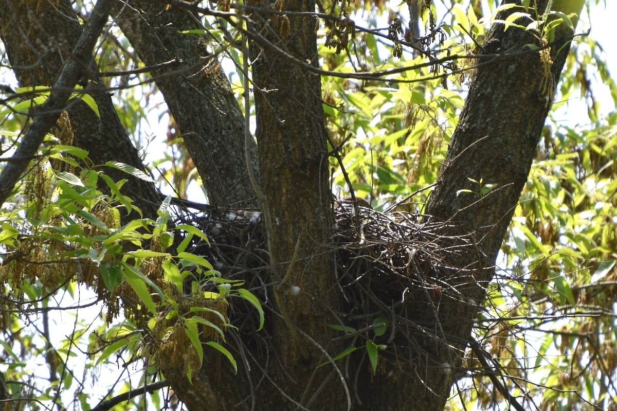 Cooper's Hawk - ML128018911