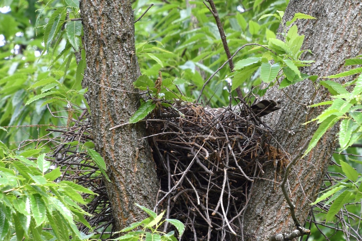 Cooper's Hawk - ML128019931