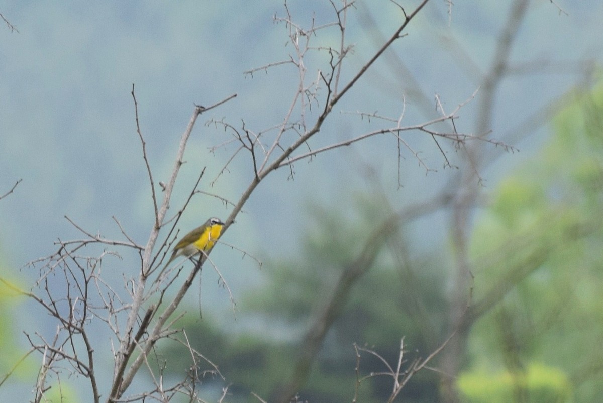 Yellow-breasted Chat - ML128020641