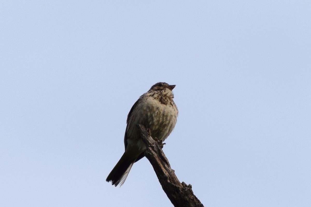 Vesper Sparrow - irina shulgina