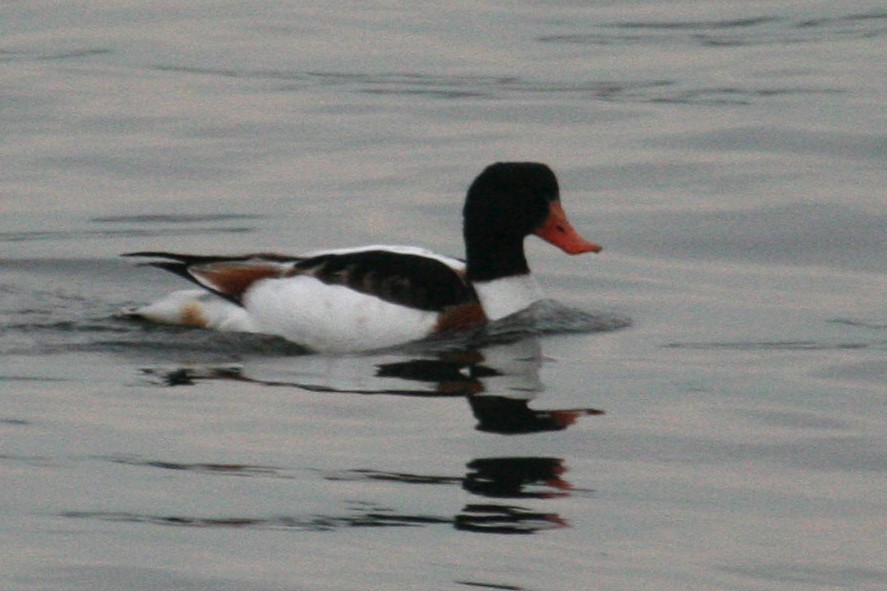 Common Shelduck - ML128022201