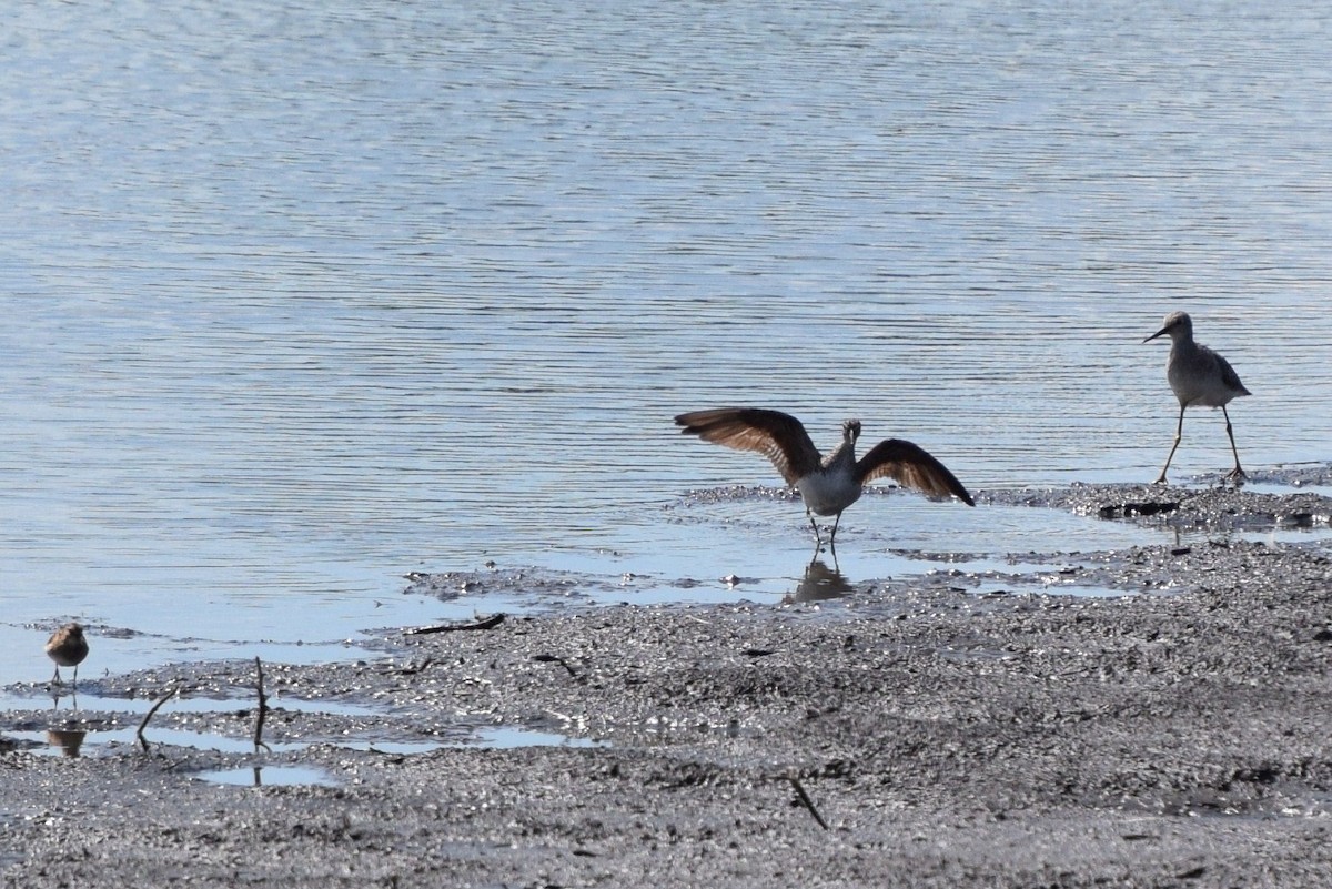 Greater Yellowlegs - ML128023421