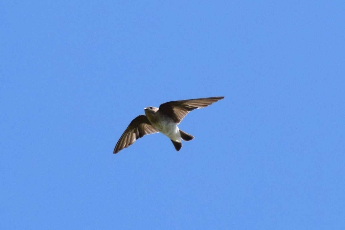 Northern Rough-winged Swallow - ML128023431