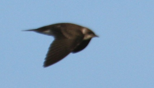 Brown-chested Martin (fusca) - ML128024311