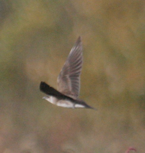 Brown-chested Martin (fusca) - ML128024351