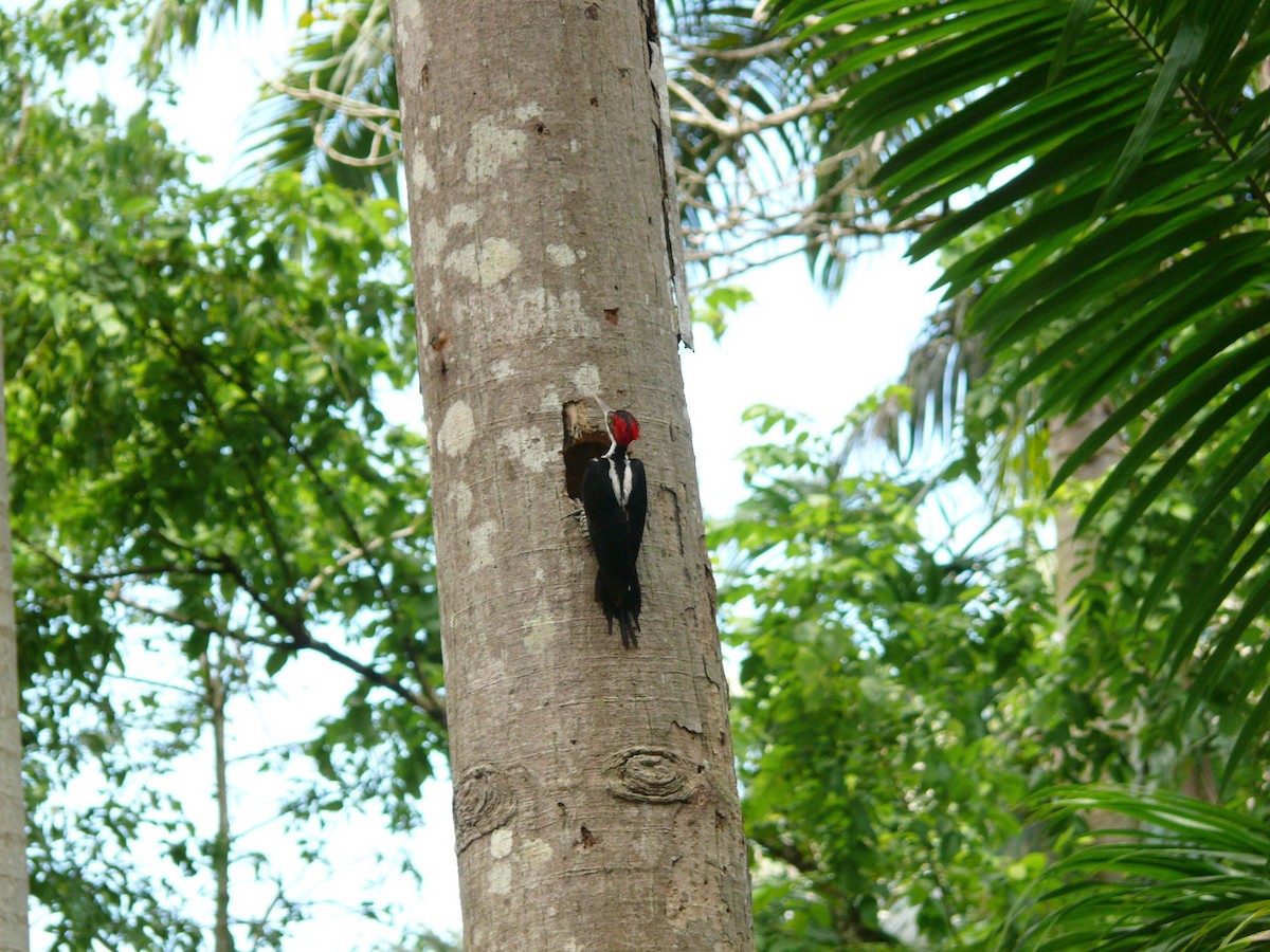 Crimson-crested Woodpecker - ML128026561