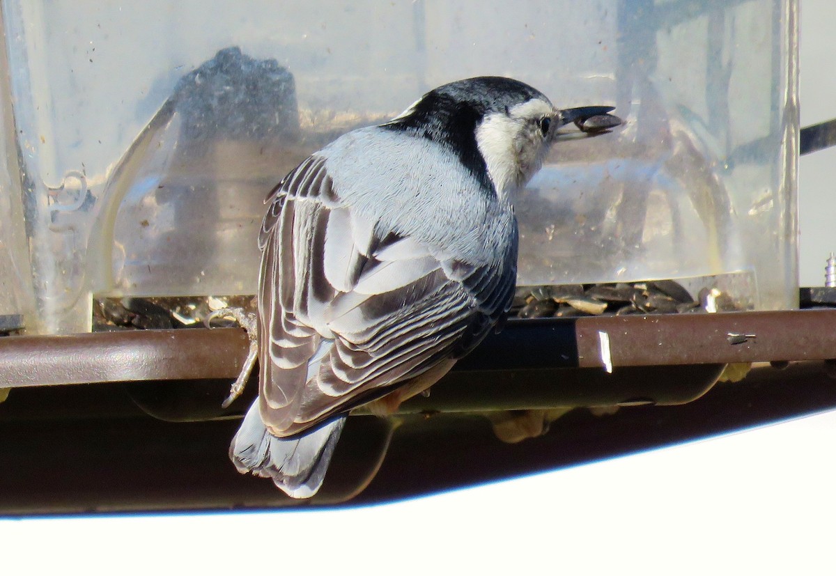 White-breasted Nuthatch - michele ramsey