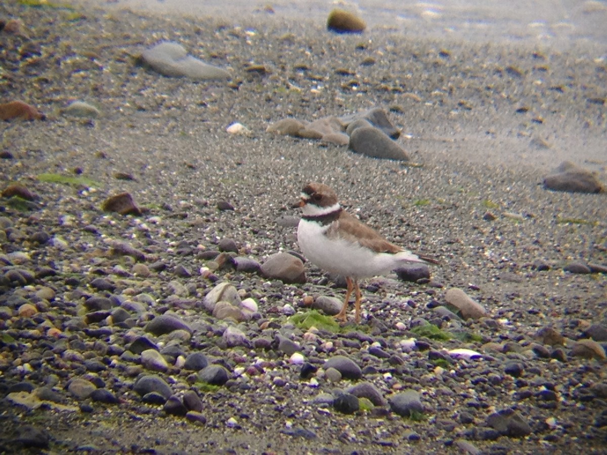 Semipalmated Plover - Jordan Gunn