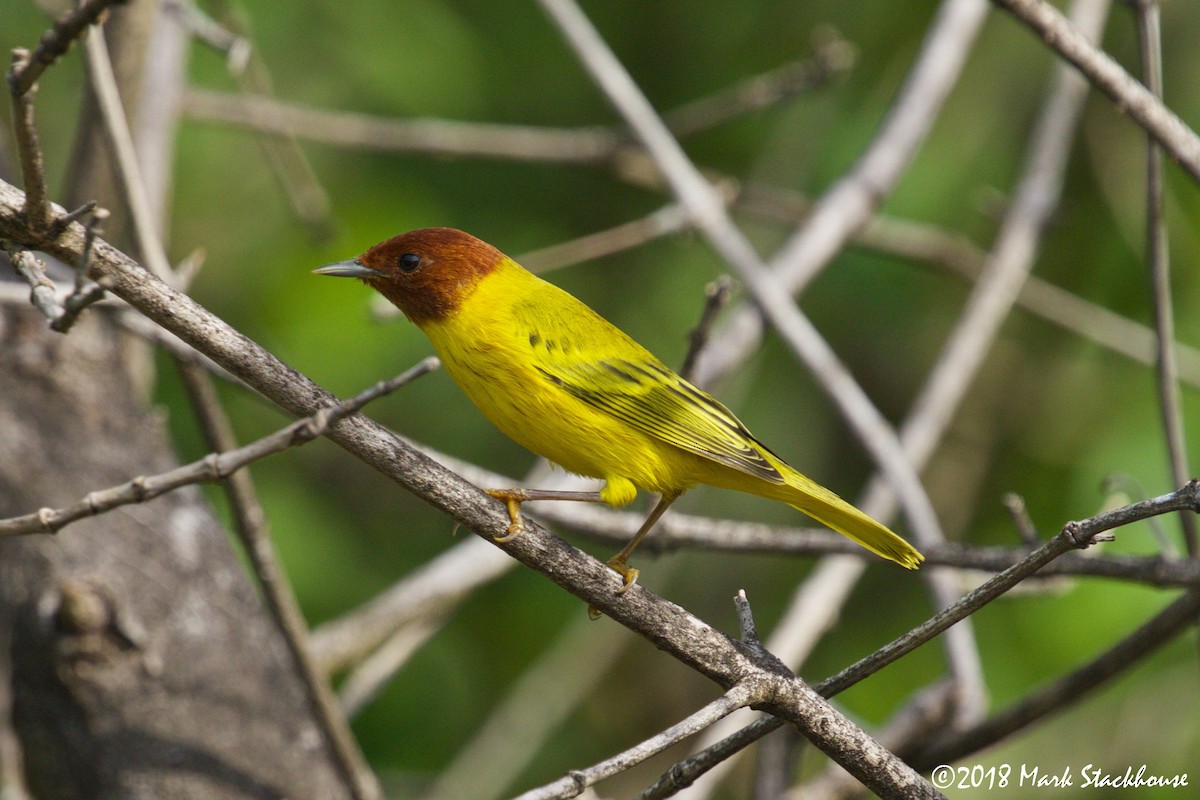 Goldwaldsänger [erithachorides-Gruppe] - ML128031241