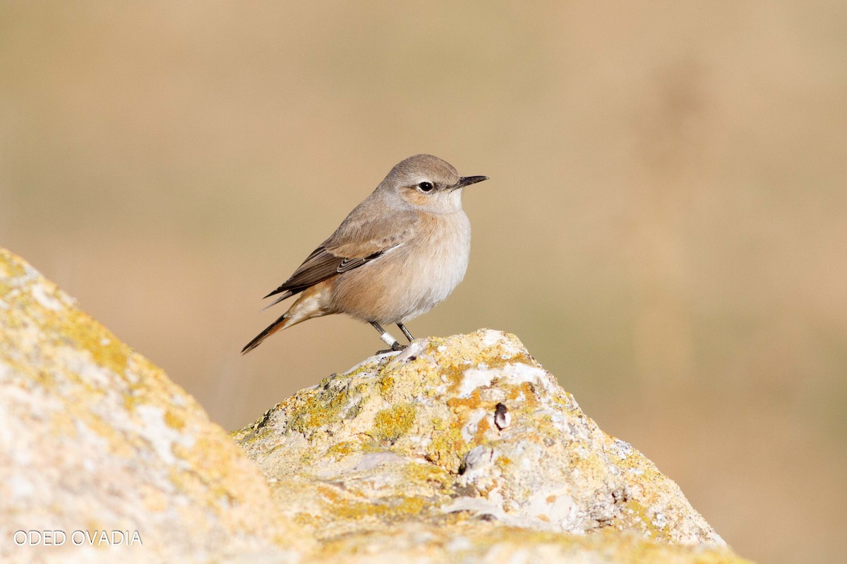 Persian Wheatear - Oded Ovadia