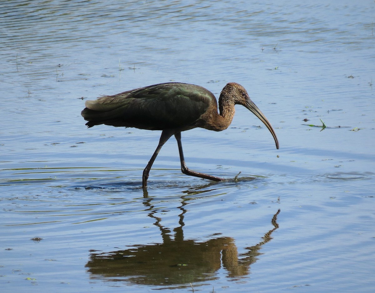 White-faced Ibis - Jordan Gunn