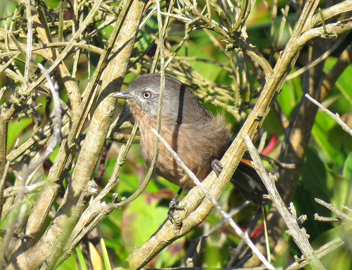 Wrentit - Jordan Gunn