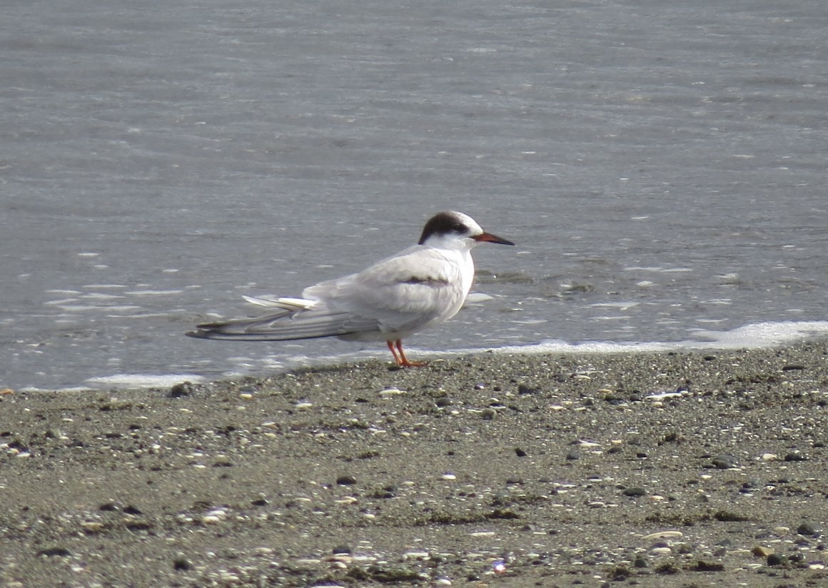 Common Tern - ML128032911