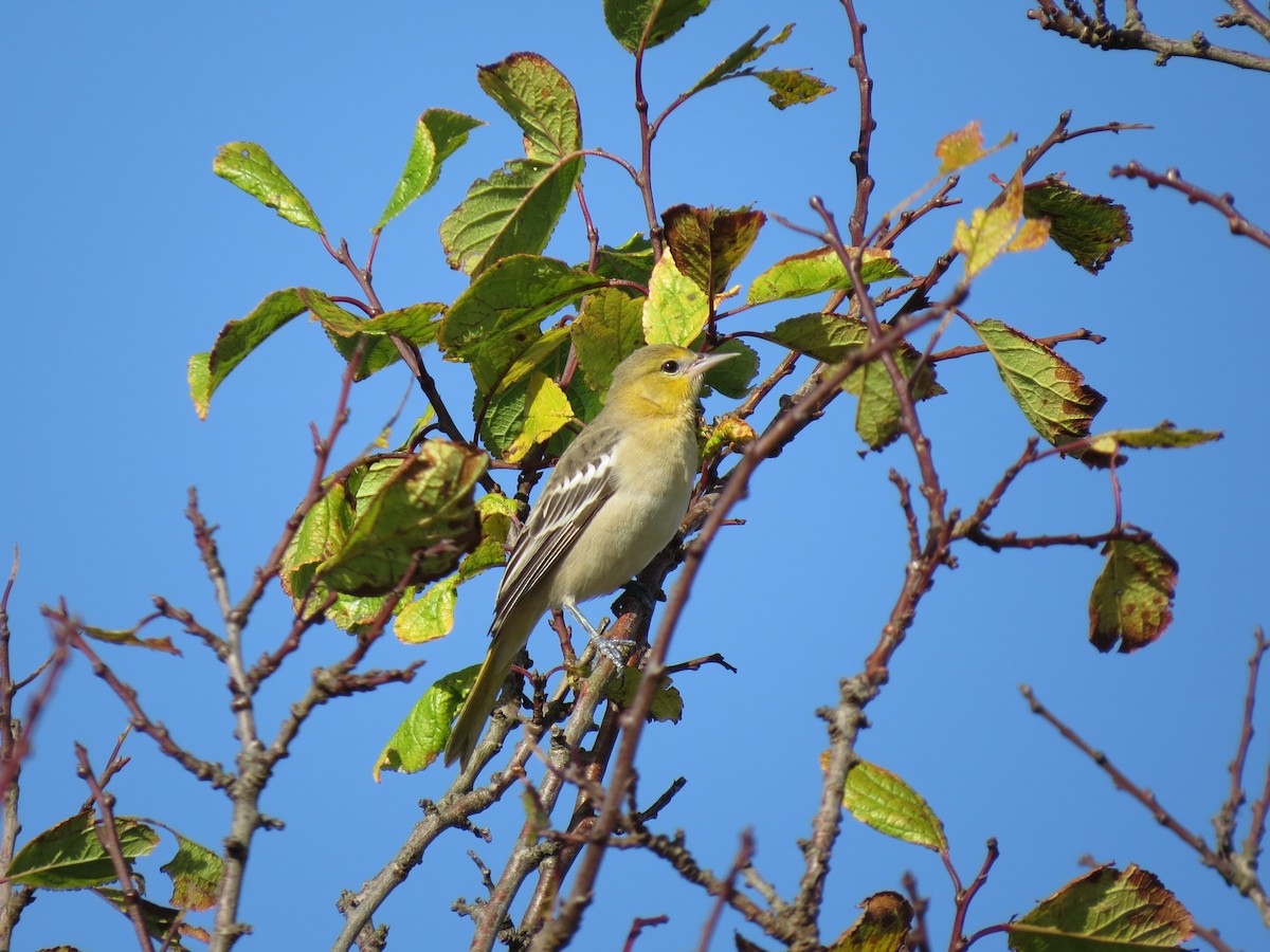 Bullock's Oriole - ML128033071