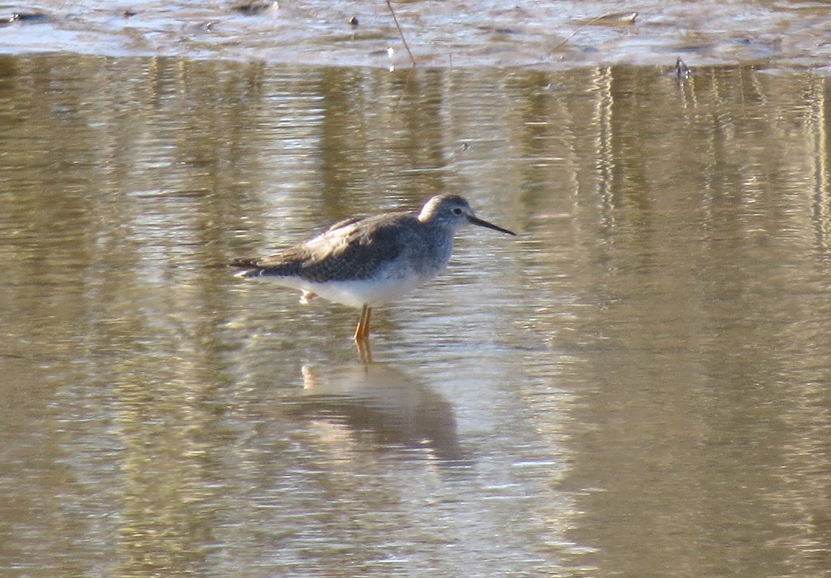 Lesser Yellowlegs - Jordan Gunn